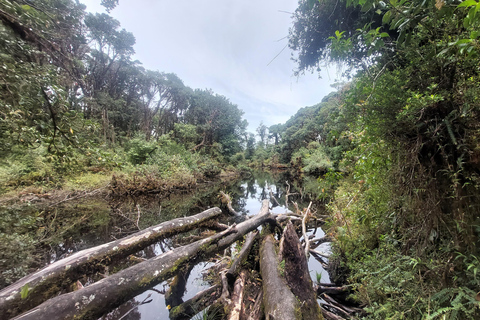 Volcan Barva Heredia Travel and Walk