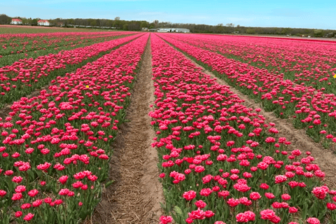 Tulips Tour: Paris to Giverny, Bruges, Keukenhof, Amsterdam Tulips Tour from Paris Giverny, Bruges, Keukenhof, Amsterdam