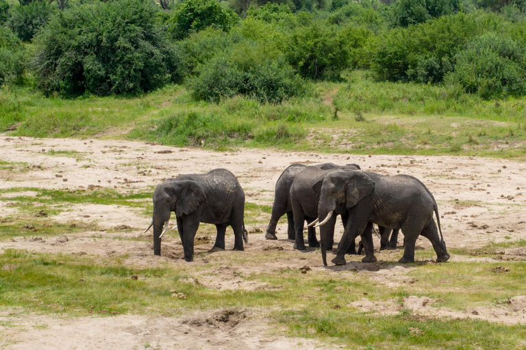 Tarangire Day Safari: Private 4x4 Suzuki Vitara Experience