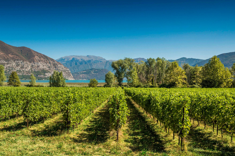 Milano: Franciacorta vingård och Bergamo dagsutflykt med lunchFrån Milano: Heldagsmat och vinupplevelse i Franciacorta