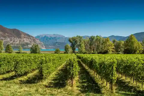Desde Milán: Día completo en Franciacorta. 2 Bodegas y Almuerzo