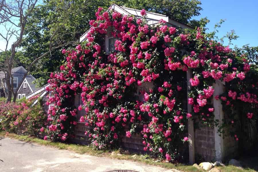 Nantucket: Sightseeing-Bustour zu den historischen Wahrzeichen. Foto: GetYourGuide
