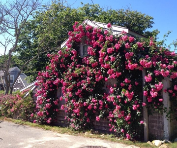 Nantucket: Historical Landmarks Sightseeing Bus Tour