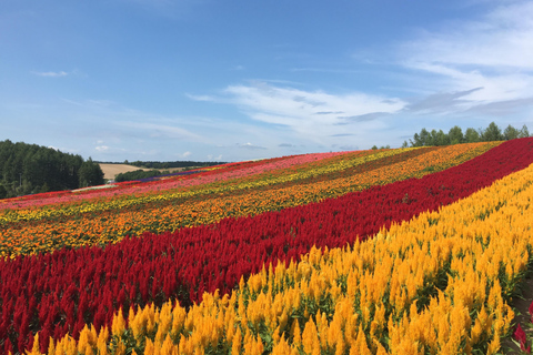 Hokkaido Full-Day Tour