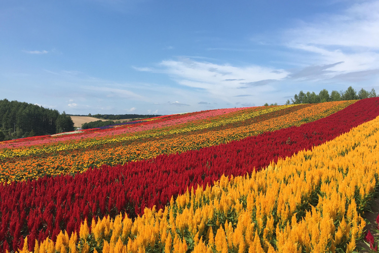 Hokkaido Full-Day Tour