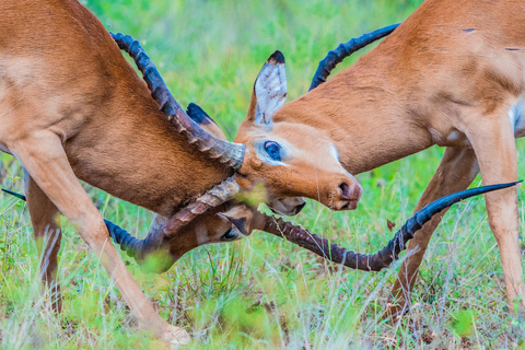 Tanzania: 2-Day Luxury Safari to Tarangire and Ngorongoro Tanzania safari