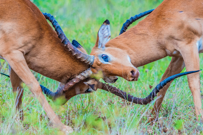 Tanzania: 2-Day Luxury Safari to Tarangire and Ngorongoro Tanzania safari