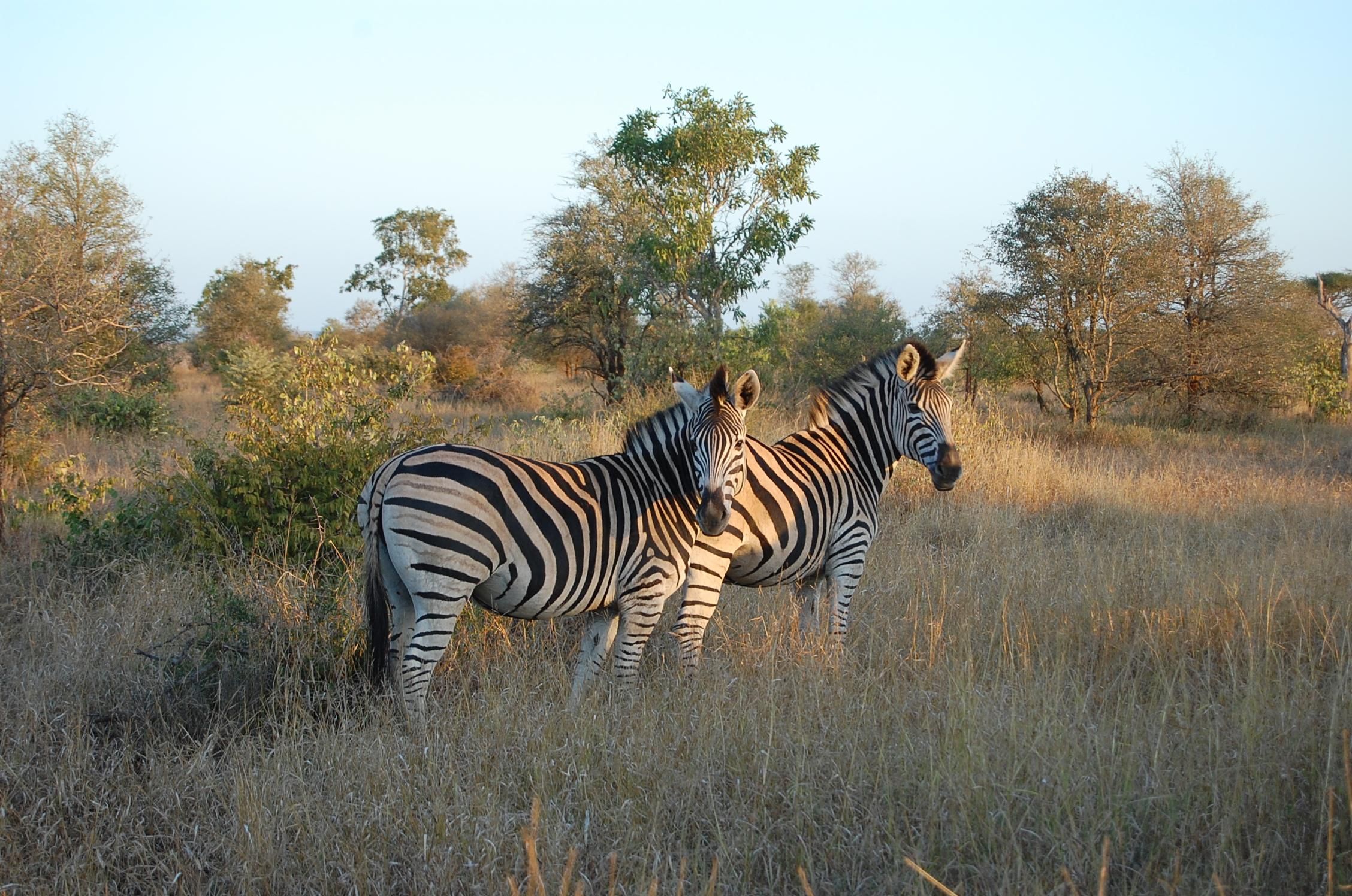 Kruger-Nationalpark: 3-tägige Safari-Tour mit Pirschfahrten