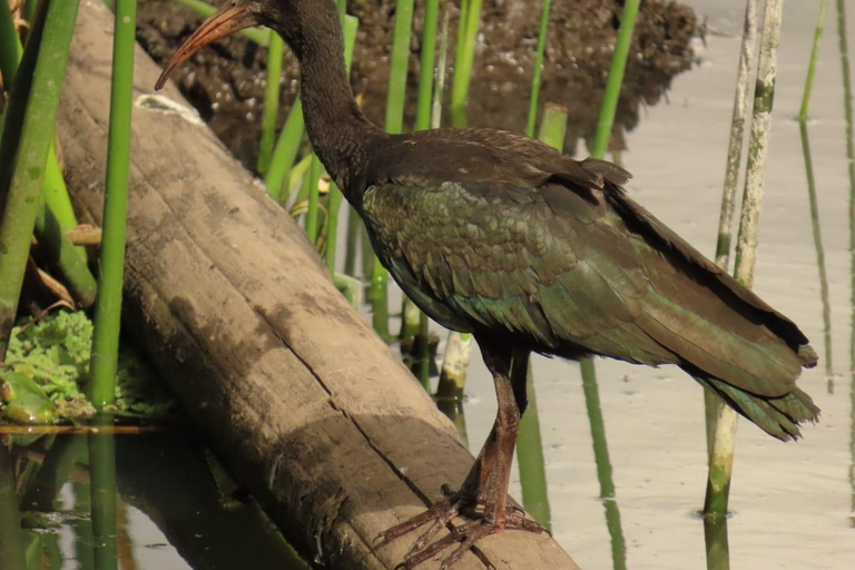 Birdwatching in Bogotá wetlands with Bakata Pajarera