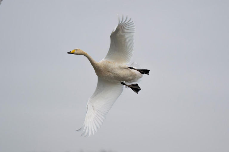 Glasgow: Beginners Wildlife Photography WorkshopGlasgow: Wildlife Photography Workshop