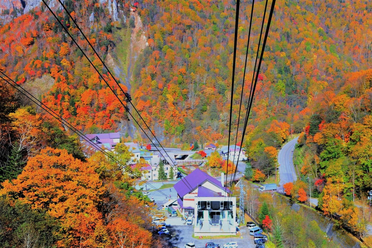 Hokkaido│Kurodake Ropeway, Asahiyama Zoo Autumn Leaves Tour