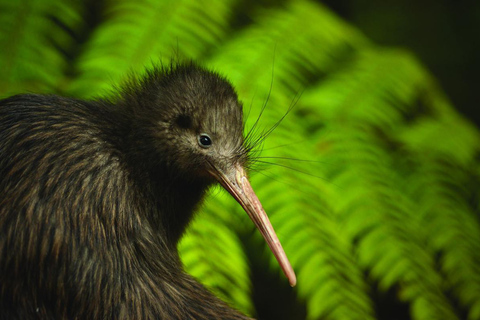 From Auckland: Kiwi Wilderness Experience Guided Tour