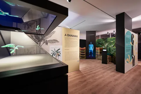 Ponta Do Sol : visite guidée du musée de la banane de Madère