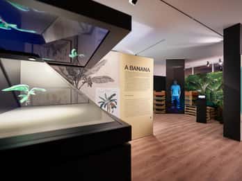 Ponta Do Sol : Madeira Banana Museum guided tour