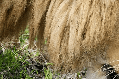 Arusha: Ngorongoro Crater Day Trip with Lunch