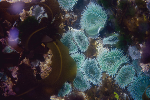 Sitka: Kelp Forest Snorkel Tour