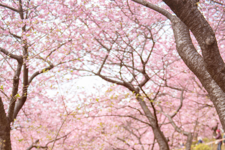 Seoul: Cherry Blossom & Pokpo Waterfall Cafe One Day Tour A. Cherry Blossom Spring Route