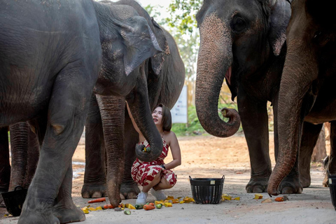 Phuket: Elephant Feeding Program With Sea View Feed and chill with the elephant.