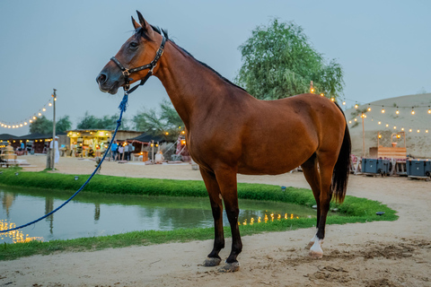 Dubai: Al Marmoom Oasis Horse Riding Experience with Snack 30-Minute Horse Ride with Hotel Pickup and Drop-Off