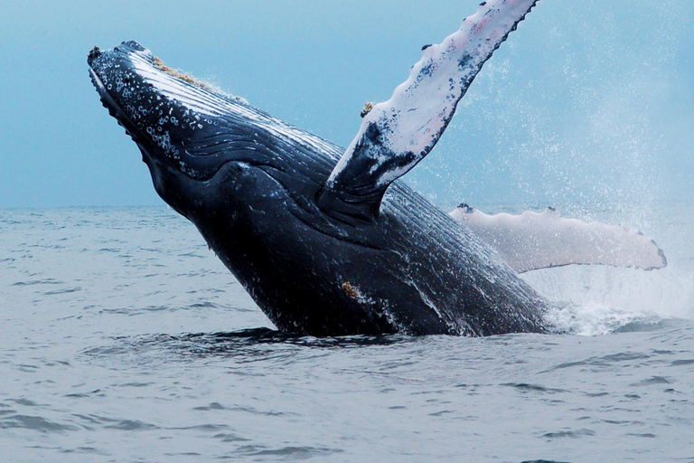 Panama City: Experience the best whale watching in Las Perlas Panama City: Experience the Best Whale Watching in Las Perlas