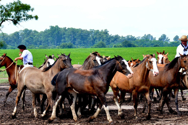 Buenos Aires: Santa Susana Ranch Day Tour, BBQ & Shows