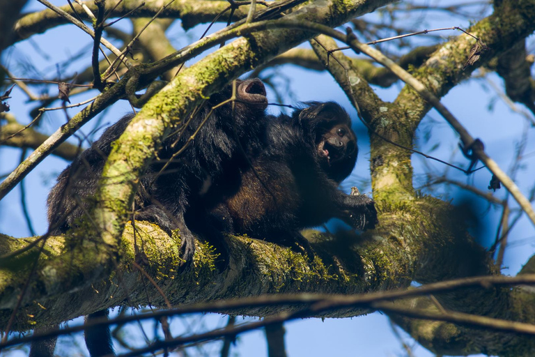 Osservazione del tamarro leone nero in natura