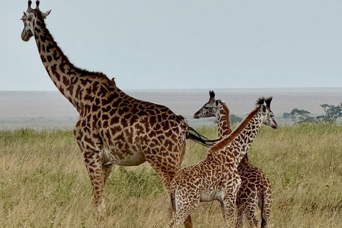 Safari di 3 giorni nel Serengeti da NairobiSafari di 3 giorni al Serengeti da Nairobi