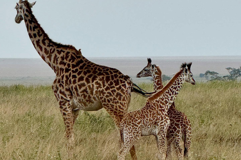Safari di 3 giorni nel Serengeti da NairobiSafari di 3 giorni al Serengeti da Nairobi