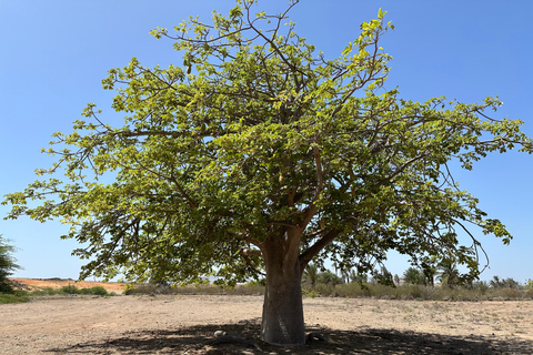 Boa Vista: Avventura nella Valle della Morte in buggy 2h