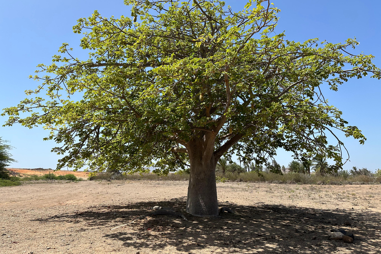 Boa Vista: Avventura nella Valle della Morte in buggy 2h