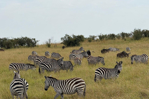 Nairobi: 3-Day epic trip to Maasai Mara Reserve with meals 3 days, 2 nights private safari to Mara in a tourist VAN
