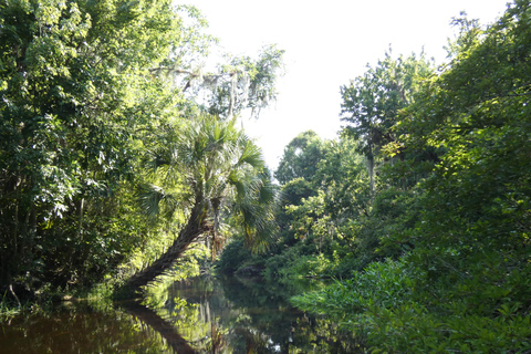 Orlando: Tour per piccoli gruppi del fiume Wekiva in Kayak