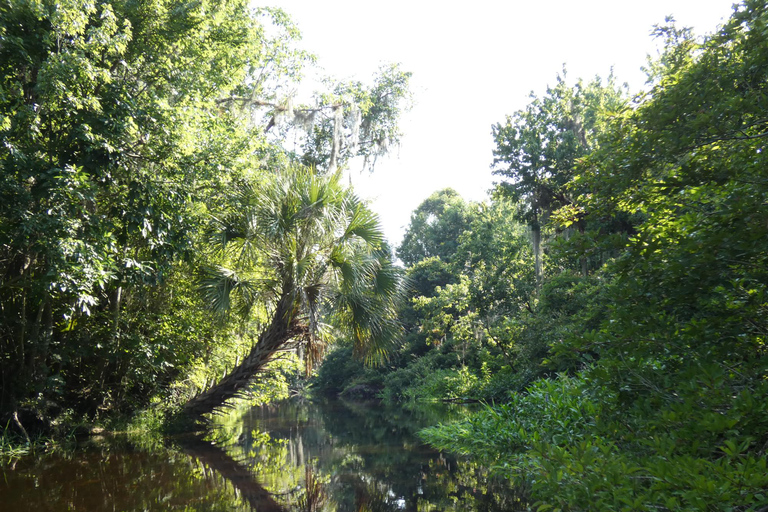 Orlando: Small Group Scenic Wekiva River Kayak Tour