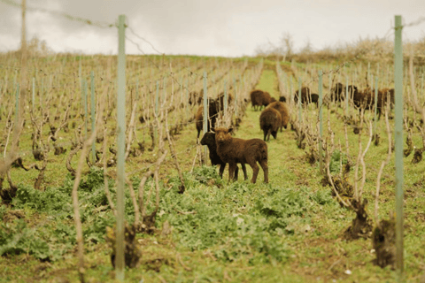 Desde París: Excursión de un día a la región de Champaña con catas y almuerzo