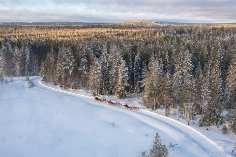 Rovaniemi: Winter Adventure Reindeer Safari