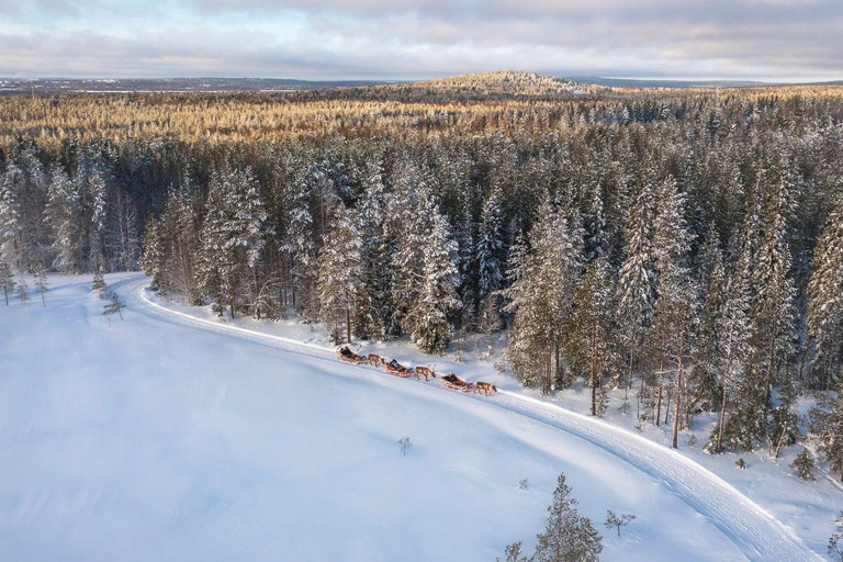 Rovaniemi: Winter Adventure Reindeer Safari