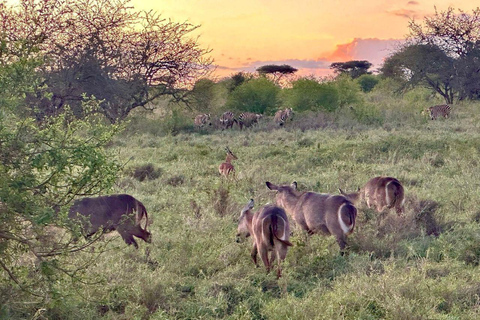 Diani/Mombasa: 2 Days to Tsavo East & Tsavo West with meals