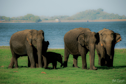 Polonnaruwa: Ancient City Tour & Minneriya Elephant Safari Pickup From Dambulla/Sigiriya/Habarana
