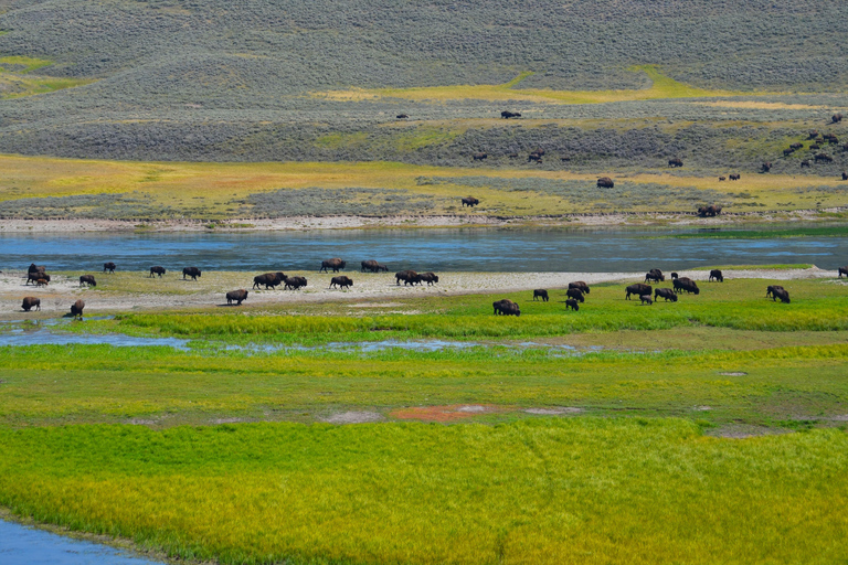 Yellowstone 2 Day Adventure - Upper and Lower Loop Tour