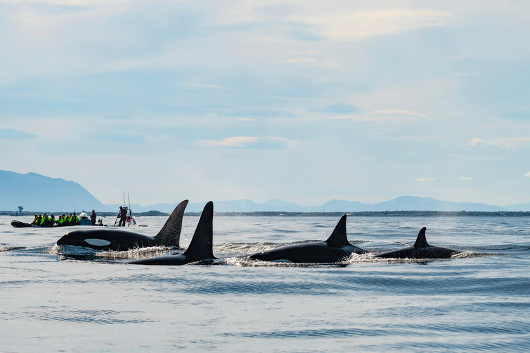 From Tromso: Whale Watching in Magic Skjervoy