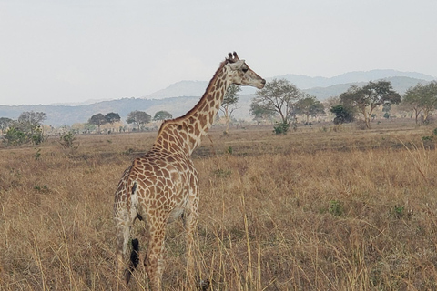 DA ZANZIBAR AL PARCO NAZIONALE NYERERE IN VOLO=(2 GIORNI 1 NOTTE)