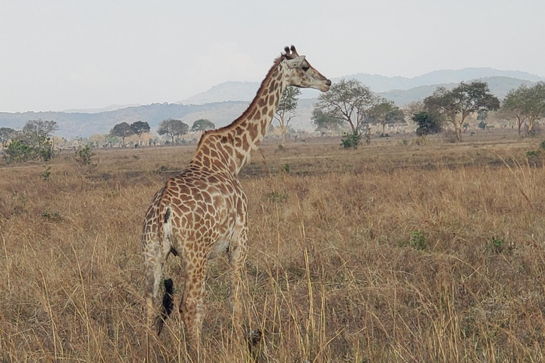 DA ZANZIBAR AL PARCO NAZIONALE NYERERE IN VOLO=(2 GIORNI 1 NOTTE)