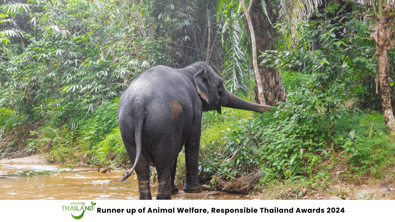 Khaolak: Elephant Sanctuary Geführte Tour mit Hoteltransfers