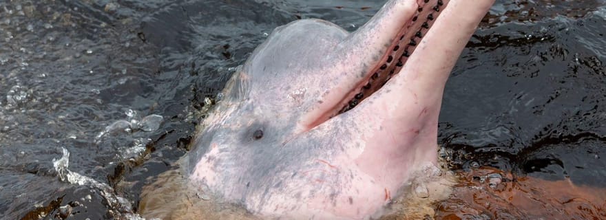 Manaus : Canoë, dauphins de rivière, tribus indigènes et gastronomie