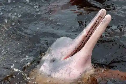 Manaus: Canoeing, River Dolphins, Native Tribes and Food