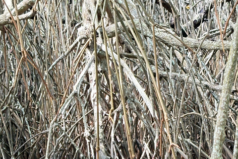 Bentota: River Boat Safari and Tuk-Tuk Ride with Pickup-Drop