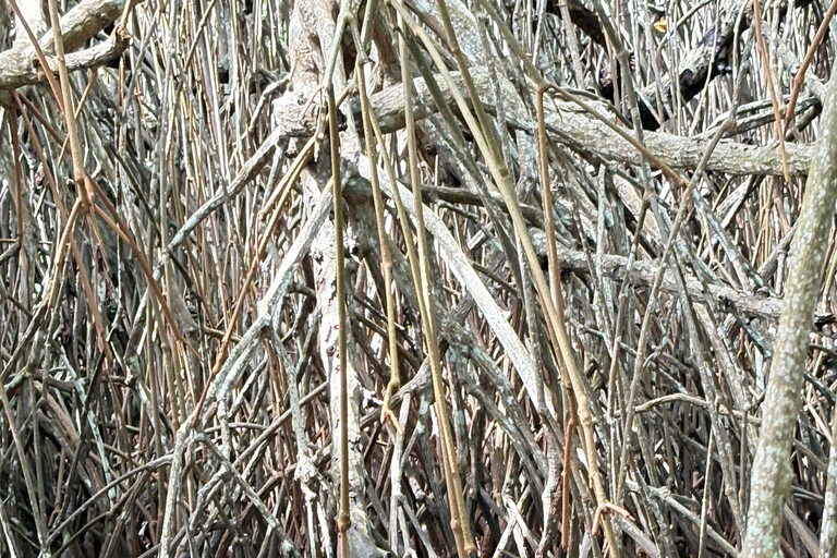 Bentota: River Boat Safari and Tuk-Tuk Ride with Pickup-Drop