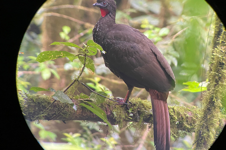 Monteverde: Vogelexcursie