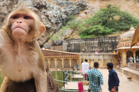 Jaipur : Temple des singes, Fort d&#039;Amber, Jal Mahal, etc. Circuit en voiture