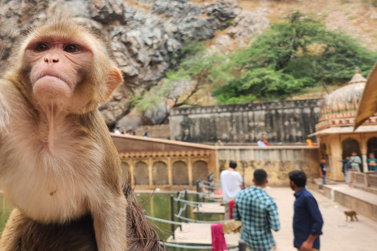 Jaipur : Temple des singes, Fort d&#039;Amber, Jal Mahal, etc. Circuit en voiture